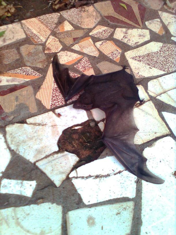 Bat lying on the ground